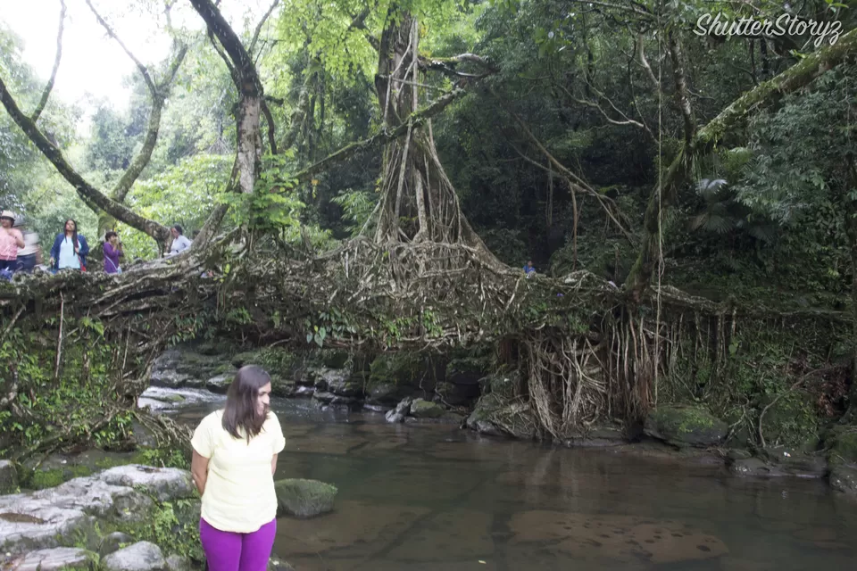 Photo of Living Root Bridge, East Khasi Hills, Meghalaya, India by Shutter.Storyz