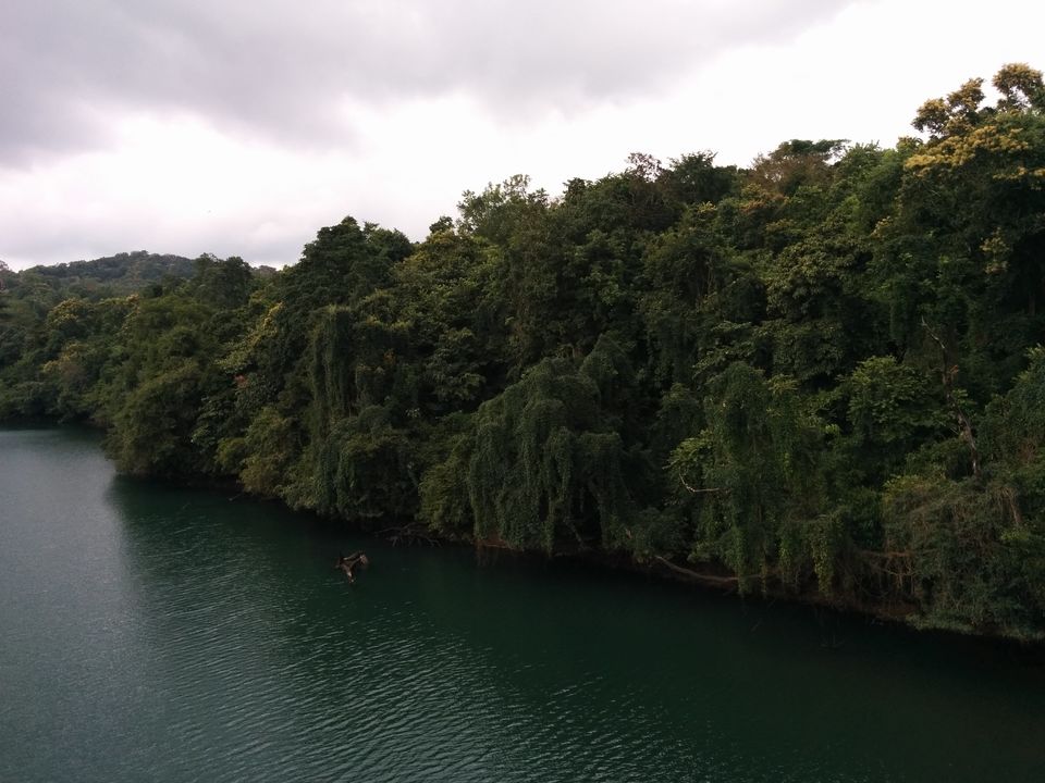 Photo of Dandeli – Kingdom of dense forests 11/20 by Pooja