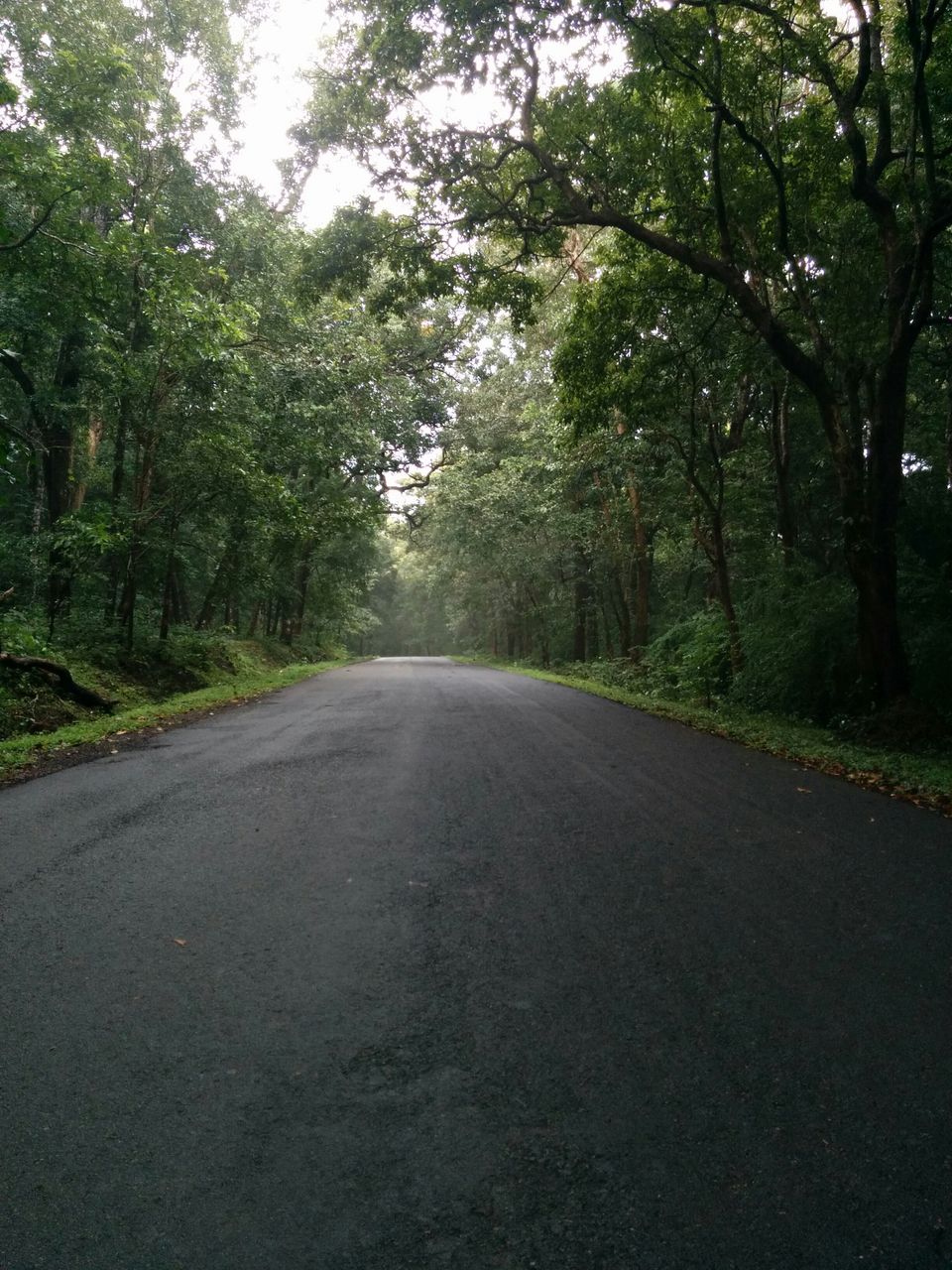 Photo of Dandeli – Kingdom of dense forests 12/20 by Pooja