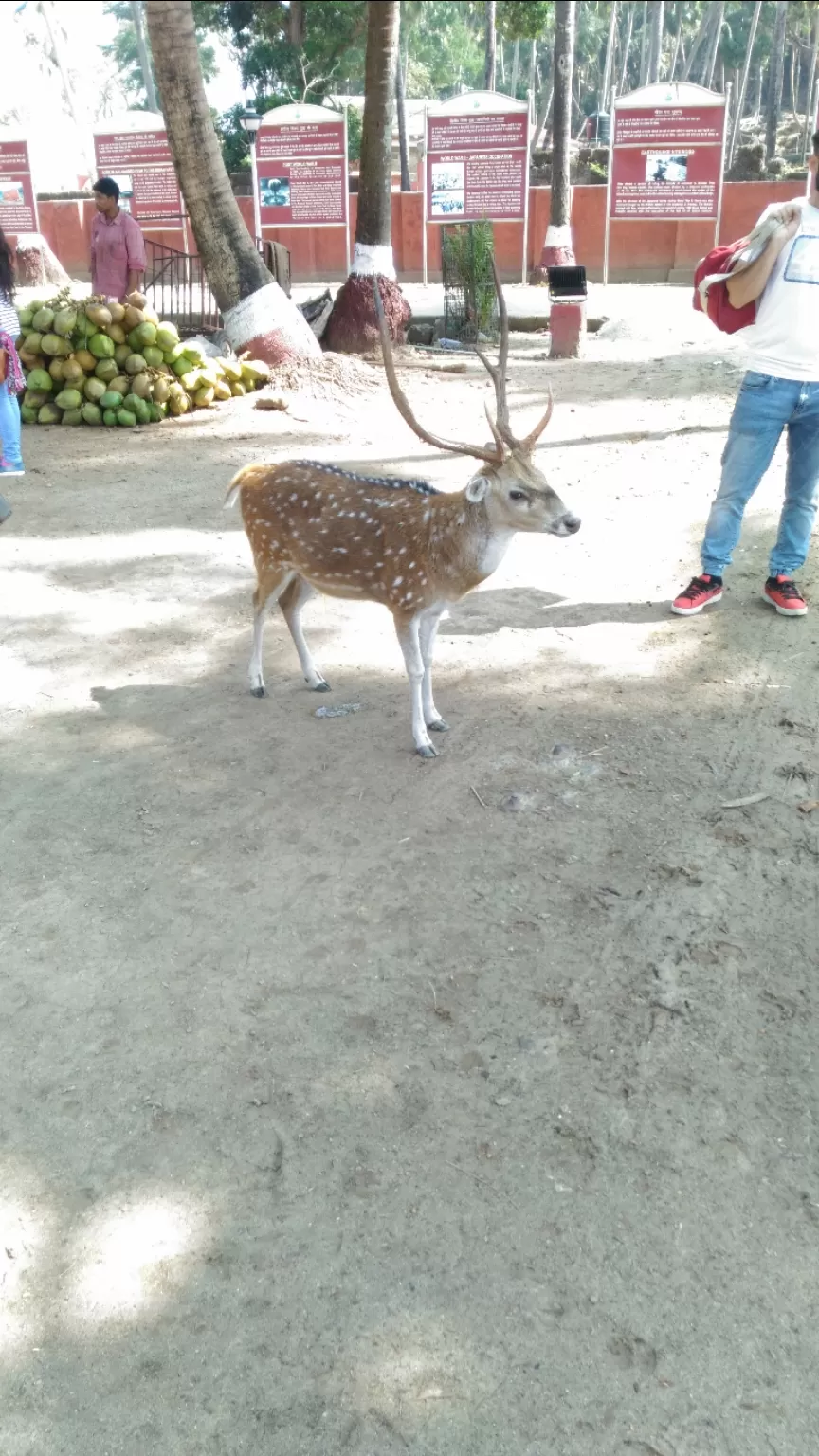 Photo of Budget trip to andamans by Pritha Dasgupta