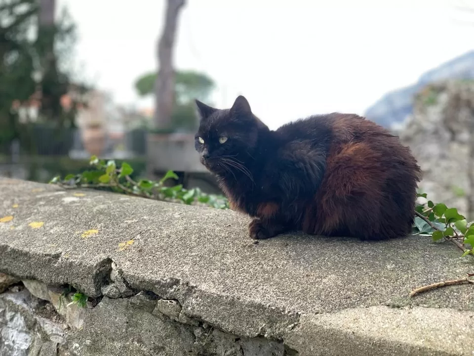 Photo of Magnificent Amalfi Coast by Abhishek Jaimalani