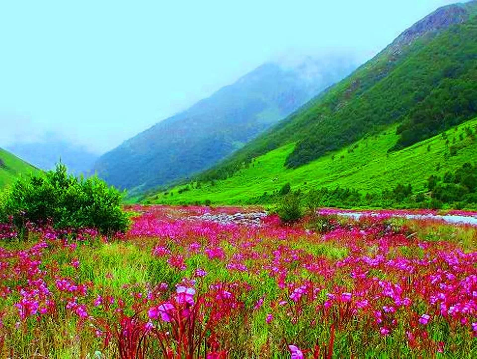 Photo of Valley of Flowers India, Chamoli, Uttarakhand, India by Deepti Divya