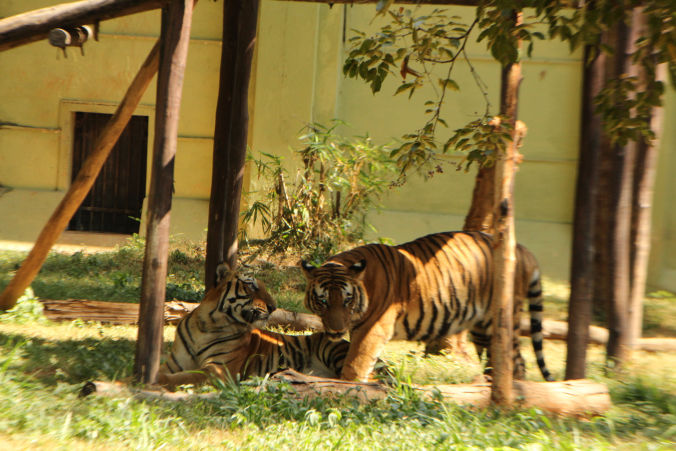 Photo of 3 Must Visit Places in Mysore 3/10 by Foram Parikh