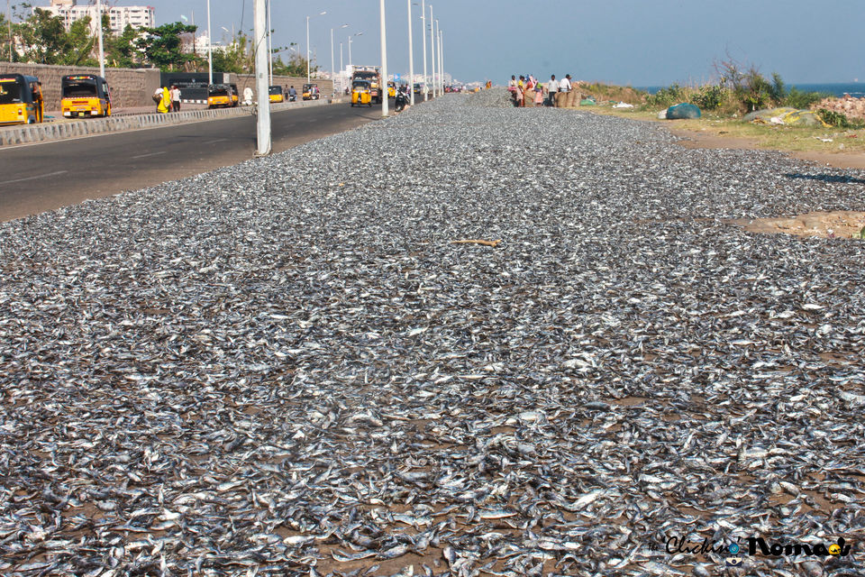 Photo of The spice trail of Vizag 4/31 by The 'Clicking' Nomads
