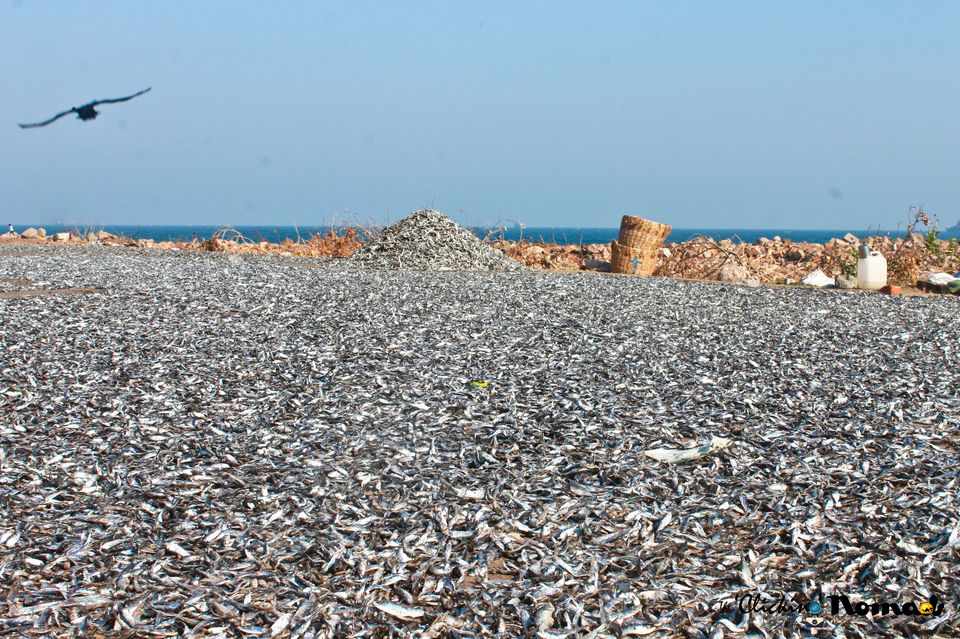 Photo of The spice trail of Vizag 5/31 by The 'Clicking' Nomads