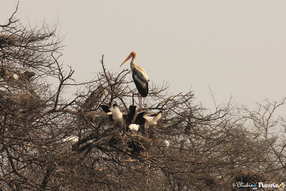 Photo of Bharatpur - a birders’ paradise 32/37 by The 'Clicking' Nomads