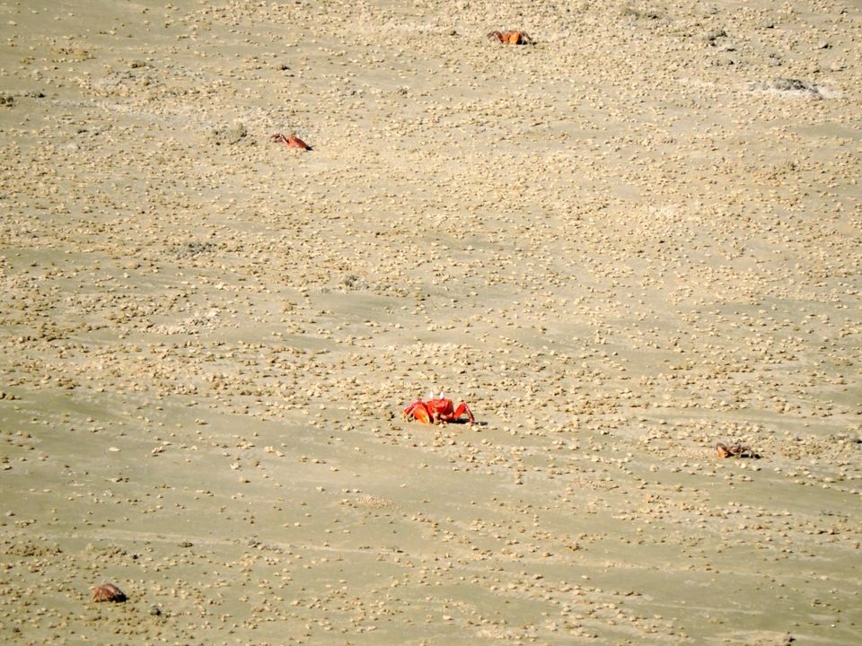 Photo of Mandarmani - A Beach for Peace Lovers 29/47 by Debashis Mitra