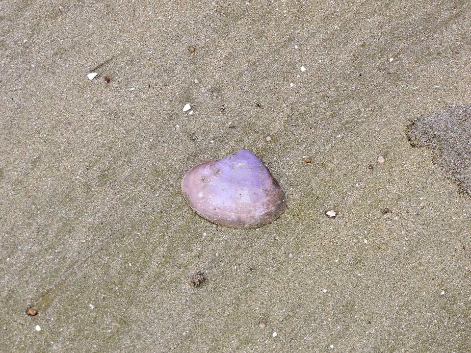 Photo of Mandarmani - A Beach for Peace Lovers 30/47 by Debashis Mitra