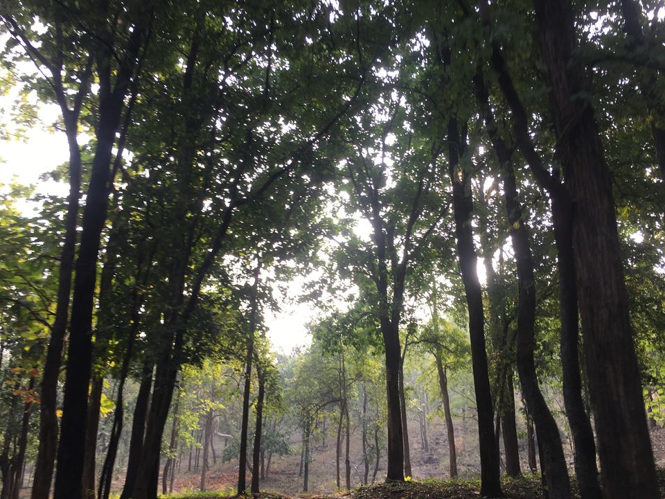 Photo of Satpura - The "Underdog" by moromee das
