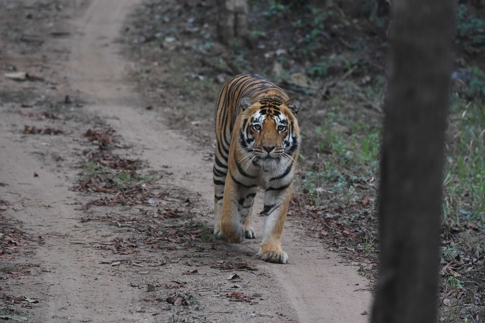 Photo of Satpura - The "Underdog" by moromee das