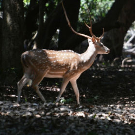 Photo of Bhitarkanika- As beautiful as Its name!!! by moromee das