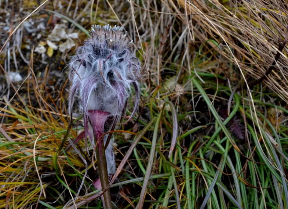 Photo of Bedni bugyal, Chamoli, Uttarakhand, India by Rajesh Kumar Sarkar