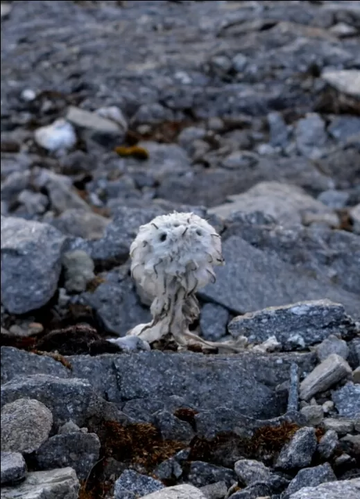 Photo of Bhagwa Basa, Roopkund Trail, Uttarakhand, India by Rajesh Kumar Sarkar