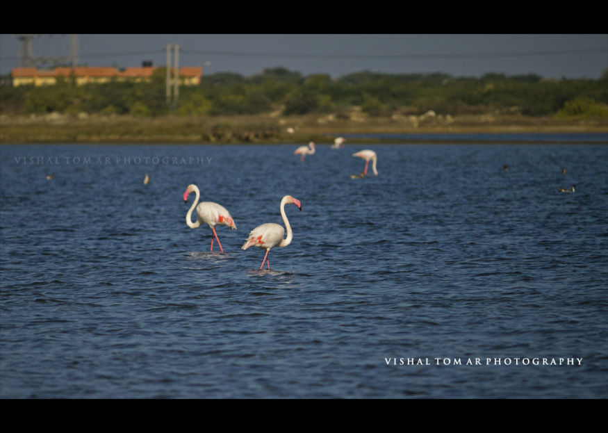 Photo of The Chakro land - GUJRAT 23/31 by vishaltomar53