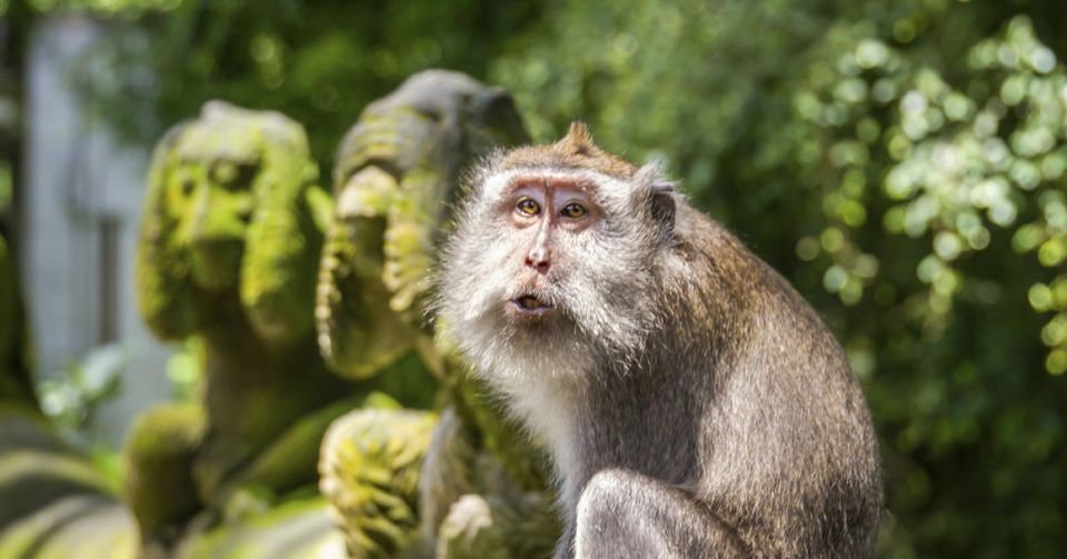 Photo of SACRED MONKEY FOREST (UBUD) 6/12 by Rushabh Sheth