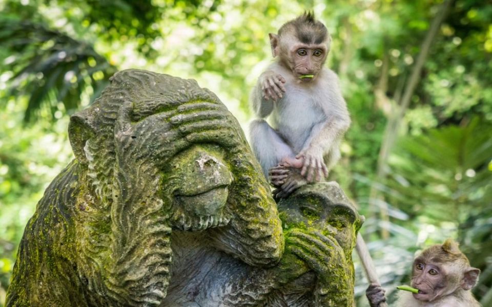 Photo of SACRED MONKEY FOREST (UBUD) 8/12 by Rushabh Sheth