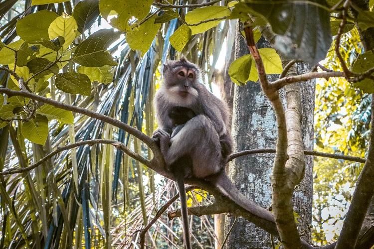 Photo of SACRED MONKEY FOREST (UBUD) 10/12 by Rushabh Sheth