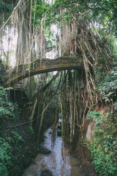Photo of SACRED MONKEY FOREST (UBUD) 11/12 by Rushabh Sheth