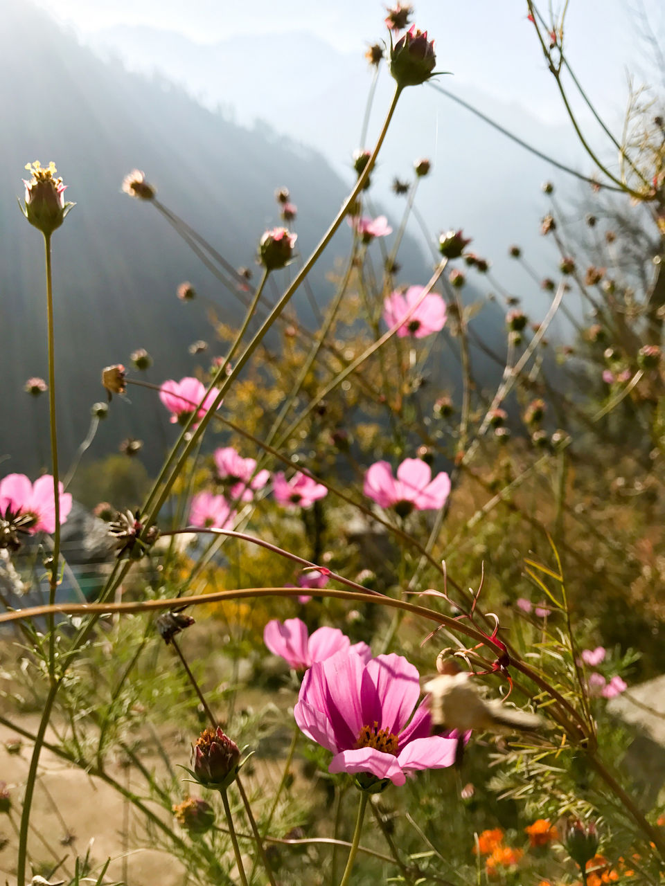 Photo of Parvati Valley with a GoPro Hero 5 33/80 by Vikas Singh