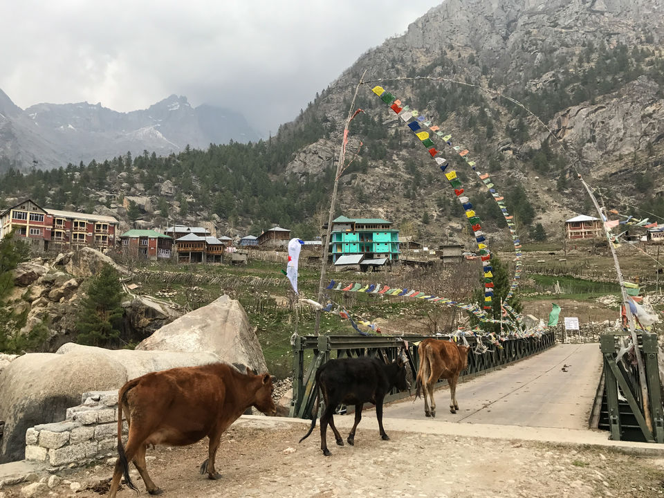 Photo of A solo trip to Kinnaur - Kalpa, Rakchham and Chitkul 46/85 by Vikas Singh