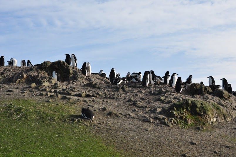 Photo of An Expedition To Antarctica 3/10 by Hot Toddies Unlimited