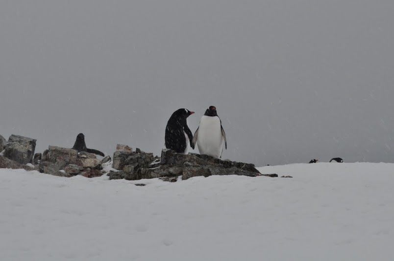 Photo of An Expedition To Antarctica 1/10 by Hot Toddies Unlimited