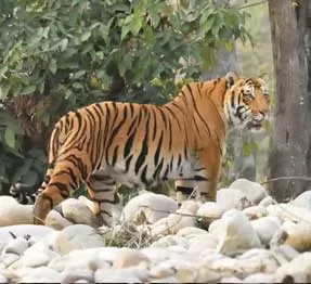 Photo of Jim Corbett National Park, Ramnagar, Uttarakhand, India by Siddhartha