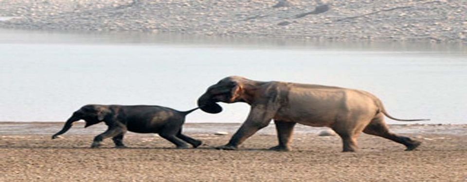 Photo of World Heritage Status Push for Corbett National Park and Nandhaur Wildlife Sanctuary - Latest News & by Siddhartha