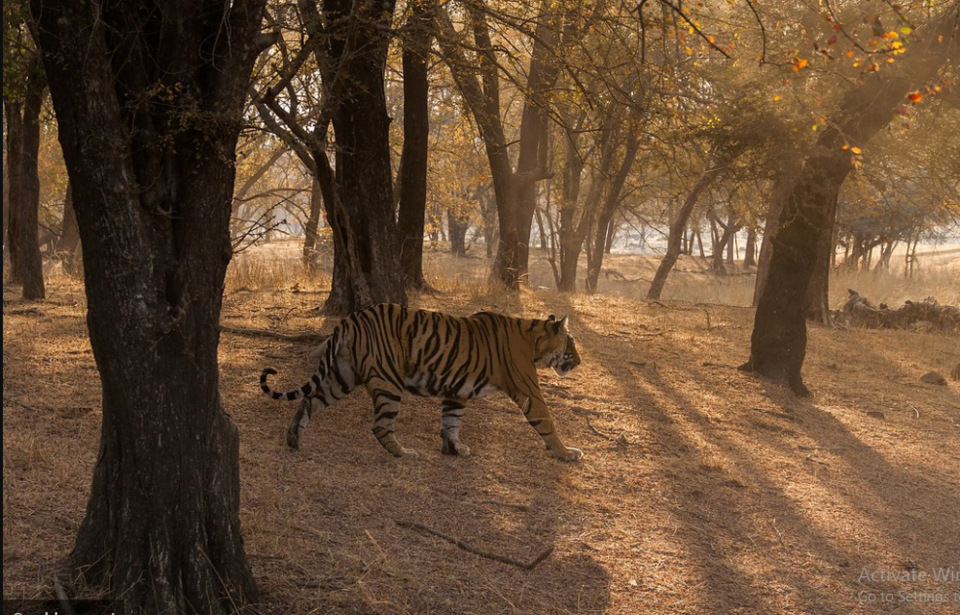 Photo of Body of Tiger T-85 Found in Ranthambore National Park 1/1 by Siddhartha