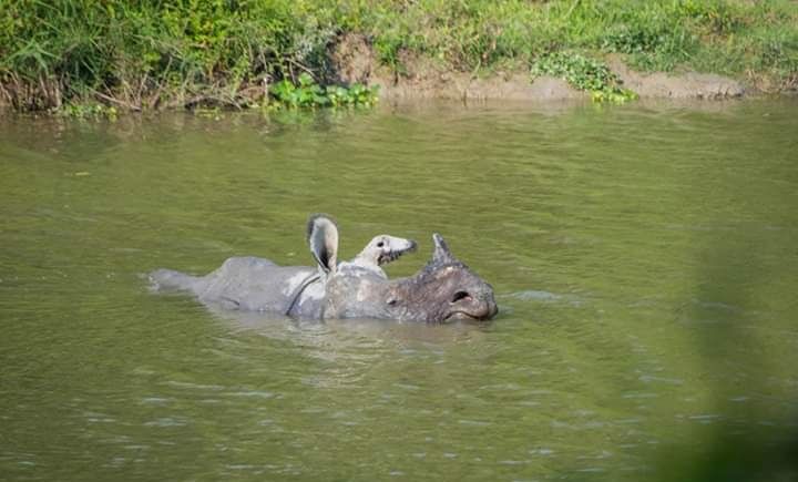 Photo of Kaziranga National Park News | Kaziranga National Park 2/6 by Siddhartha
