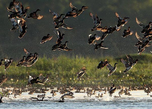 Photo of Kaziranga National Park News | Kaziranga National Park 4/6 by Siddhartha