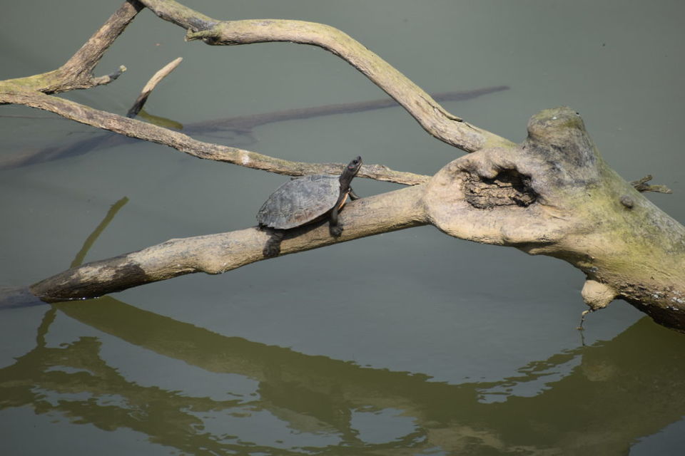 Photo of Kaziranga National Park News | Kaziranga National Park 6/6 by Siddhartha