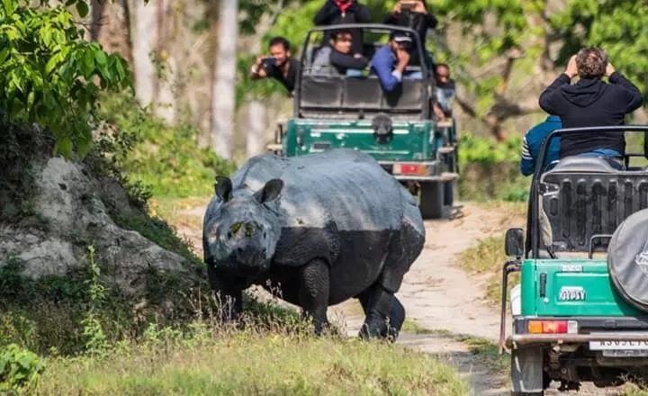 Photo of Kaziranga National Park, Kanchanjuri, Assam, India by Siddhartha