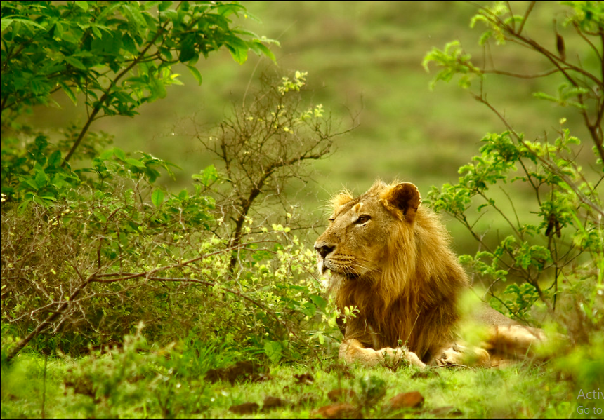 gir forest tourism official website