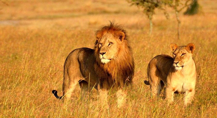 Photo of Gir National Park - A Detailed Guide 2/2 by Siddhartha