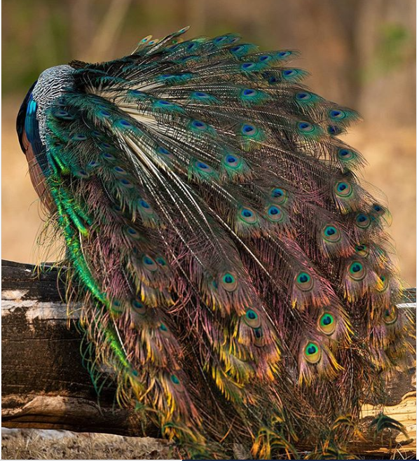 Photo of Peacock Flying at the Ranthambore National Park Video Goes Viral; Watch Footage 1/1 by Siddhartha