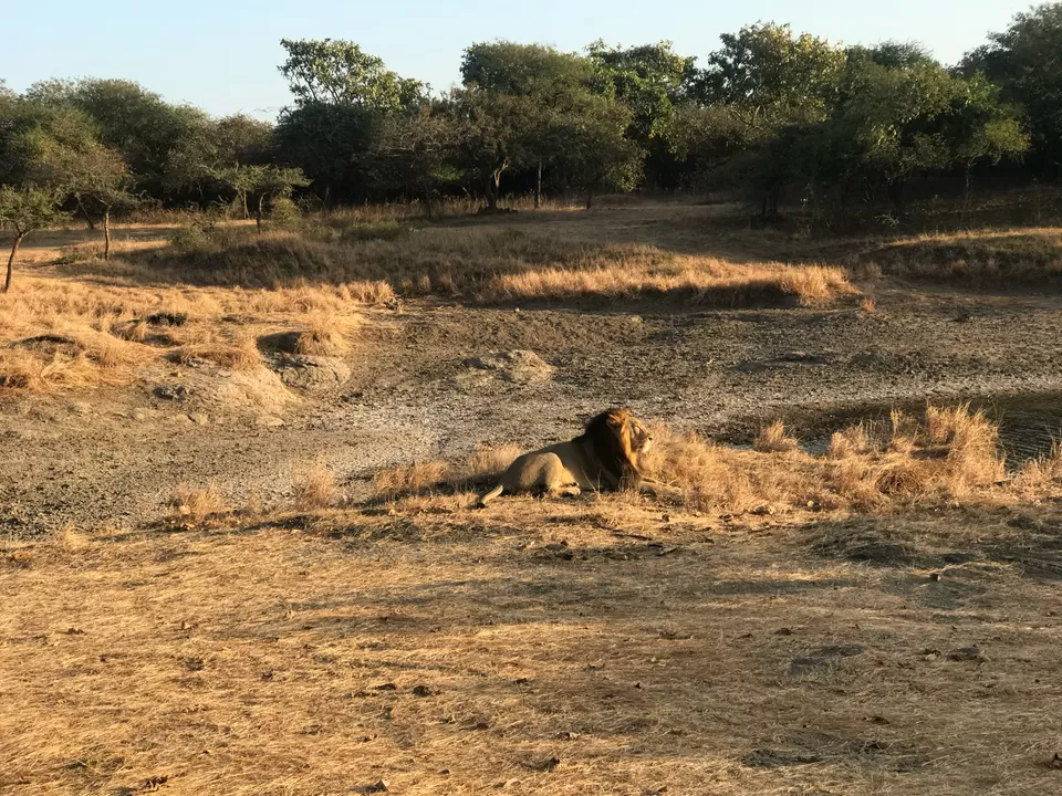 Photo of Gir National Park, Gujarat, India by Seema Naik