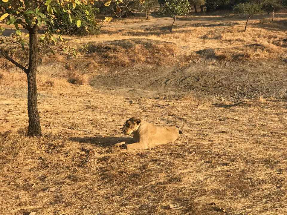 Photo of Gir National Park, Gujarat, India by Seema Naik