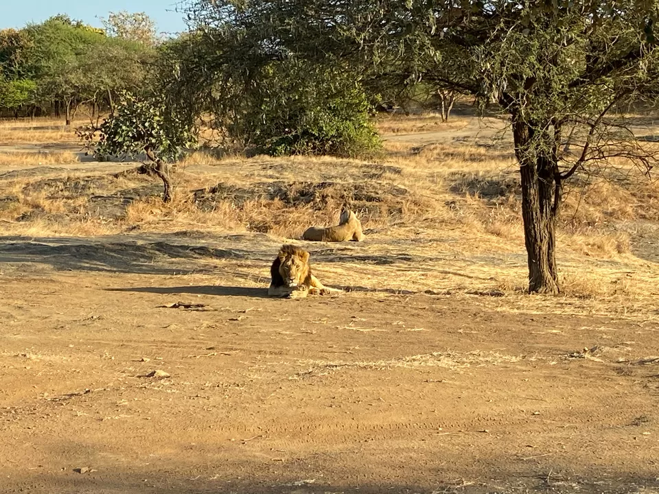 Photo of Gir National Park, Gujarat, India by Seema Naik