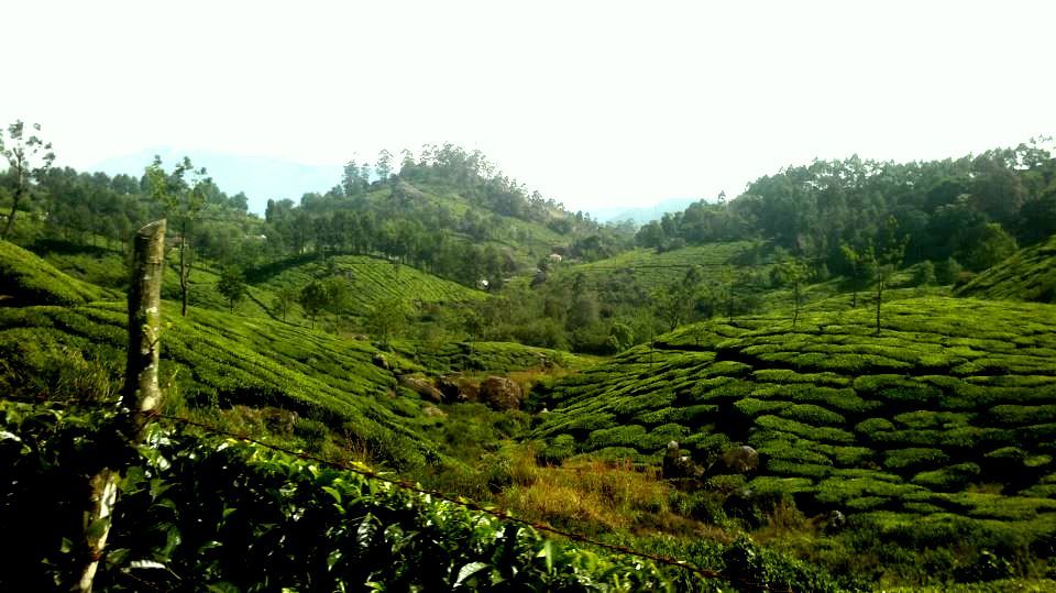 Photo of Munnar - Darjeeling of the south 1/7 by Raunak Upadhyay