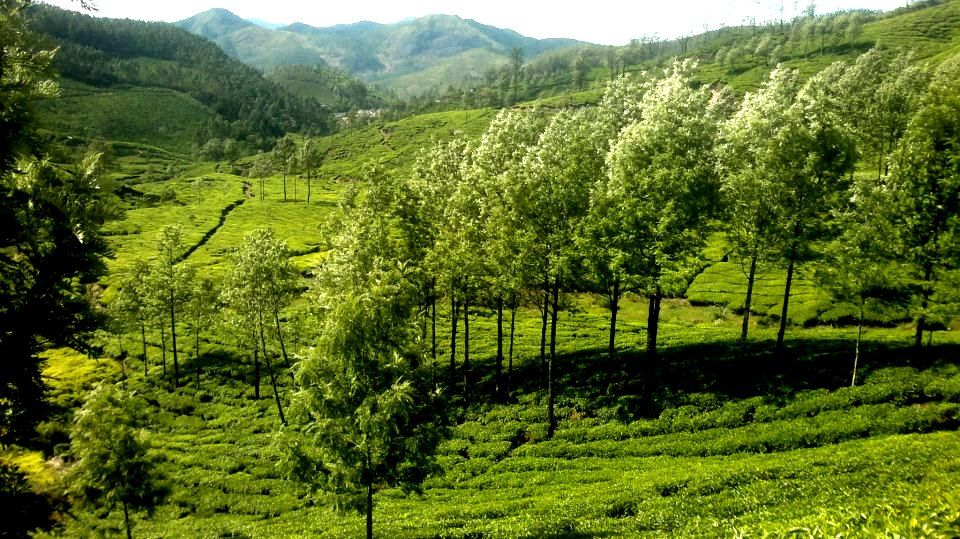 Photo of Munnar - Darjeeling of the south 4/7 by Raunak Upadhyay