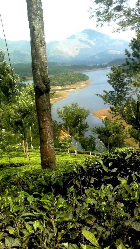 Photo of Munnar - Darjeeling of the south 7/7 by Raunak Upadhyay