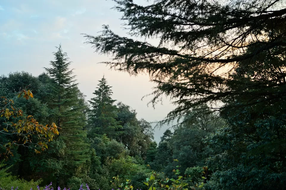 Photo of Binsar Sanctuary, Regariya, Uttarakhand, India by Raunak Upadhyay
