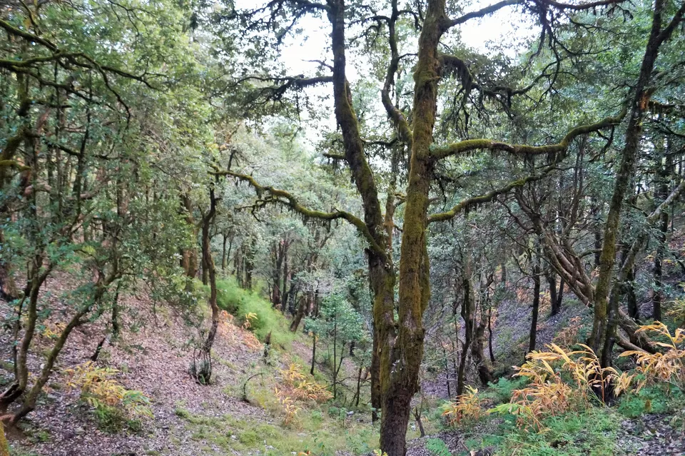 Photo of Binsar Sanctuary, Regariya, Uttarakhand, India by Raunak Upadhyay