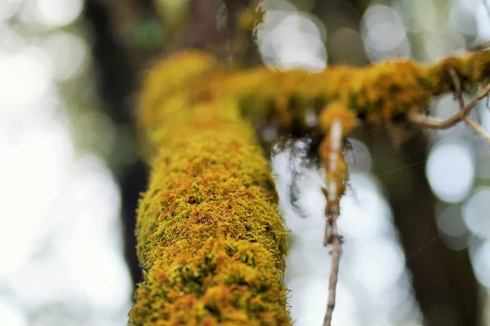 Photo of Binsar Sanctuary, Regariya, Uttarakhand, India by Raunak Upadhyay