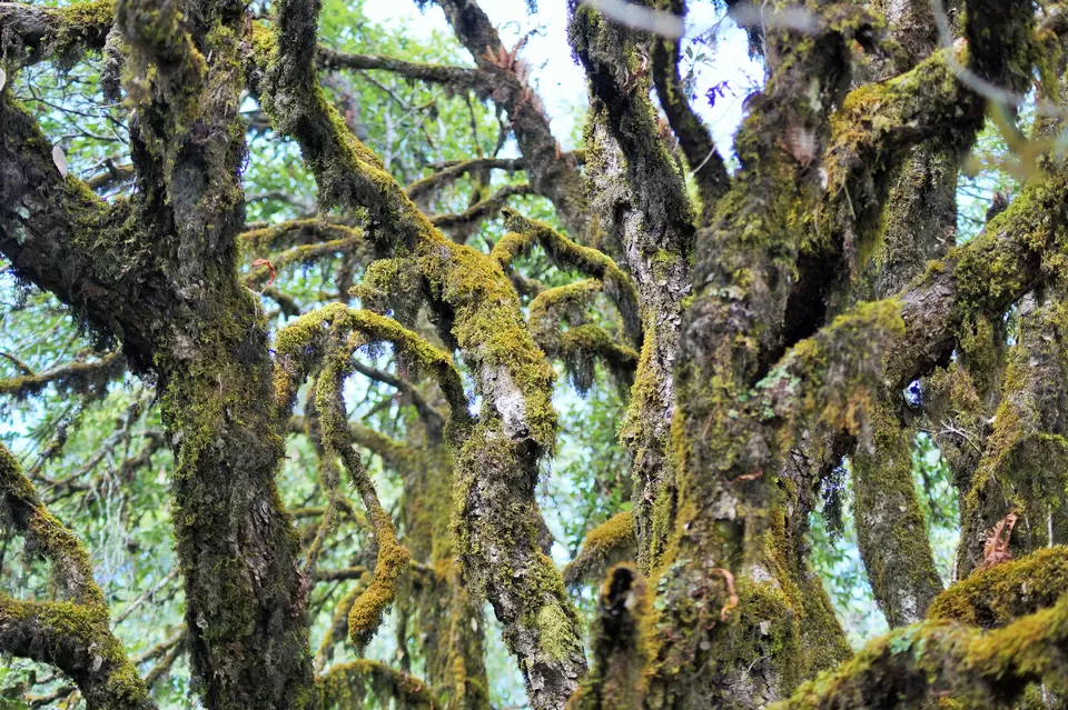 Photo of Binsar Sanctuary, Regariya, Uttarakhand, India by Raunak Upadhyay