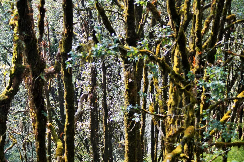 Photo of Binsar Sanctuary, Regariya, Uttarakhand, India by Raunak Upadhyay
