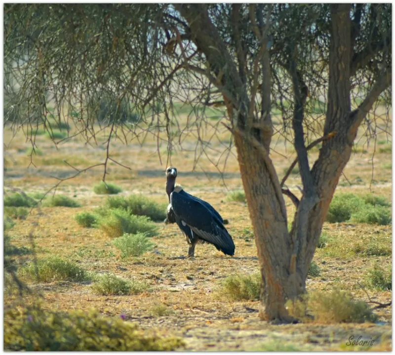 Photo of Jaisalmer, Rajasthan, India by Sonya V. Anchan