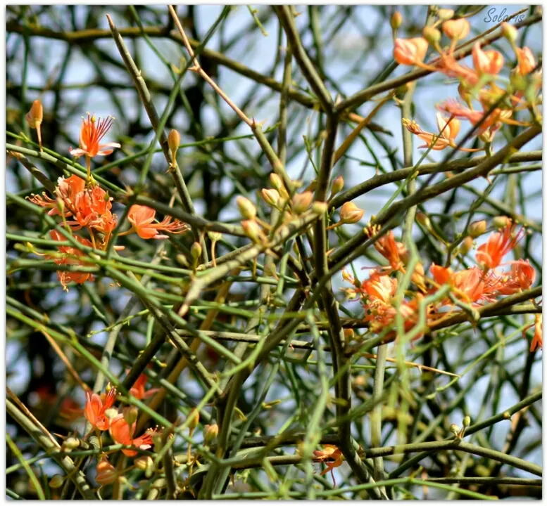 Photo of Jaisalmer, Rajasthan, India by Sonya V. Anchan