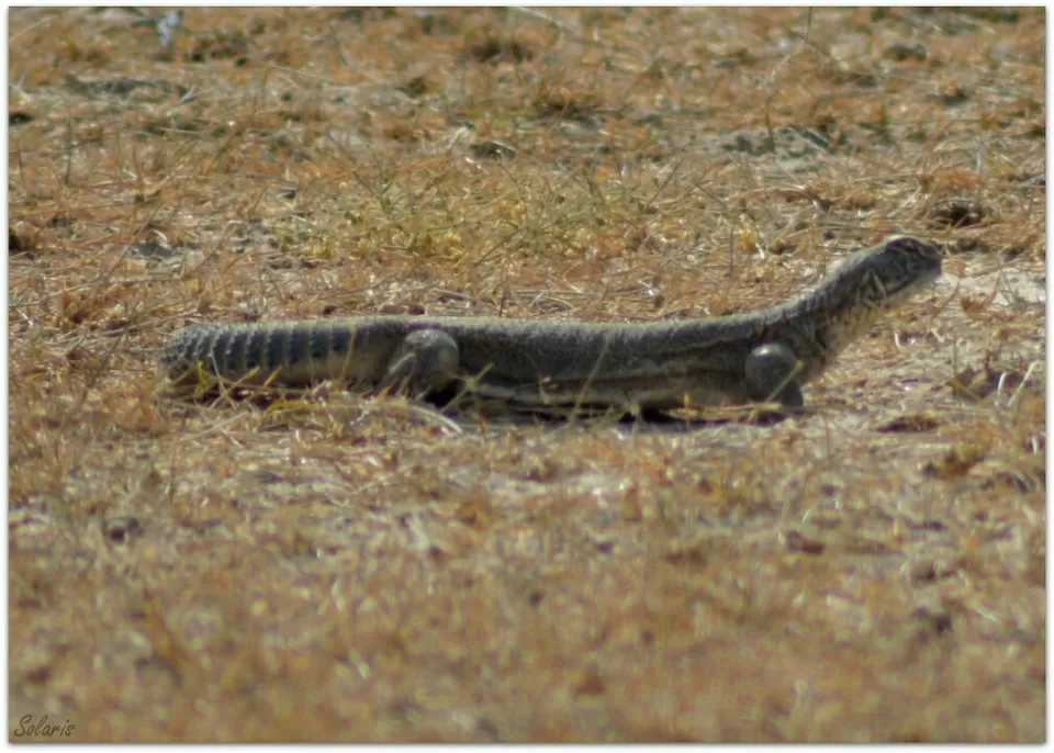 Photo of Jaisalmer, Rajasthan, India by Sonya V. Anchan